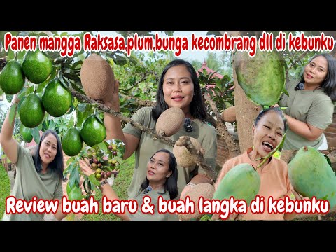 PANEN MANGGA RAKSASA/JUMBO,PLUM,BUNGA KECOMBRANG,TOMAT DIKEBUN SENDIRI‼️REVIEW BUAH LANGKA DIKEBUNKU