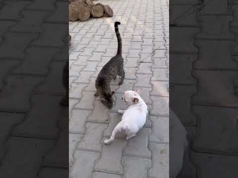 Little dog having fun with his new friend 🐕👌👍 #sort #enjoy #challenge