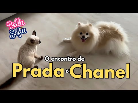 O encontro da gata e da cachorra