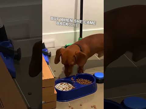 Dog Trying To Make Cereal😅