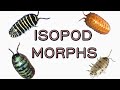 Isopod Genetics and Breeding Concepts