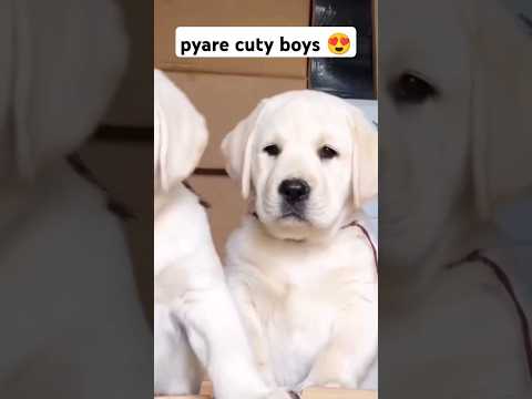 cute breede dog 🥰 |cat video | #shorts #dog #animals #cute #viralvideo #shortvideo #family #labrador