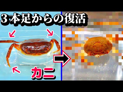 足が３本しかないサワガニが復活するまで【夏休み一気見版】