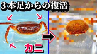 足が３本しかないサワガニが復活するまで【夏休み一気見版】