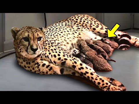 Cheetah Gives Birth to 5 Cubs, But Then The Staff Starts To Scream When THIS Happens!