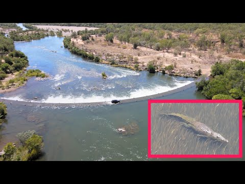 MONSTER CROC towers over BULL SHARK - Ivanhoe Crossing Kununurra, The Kimberley, WA