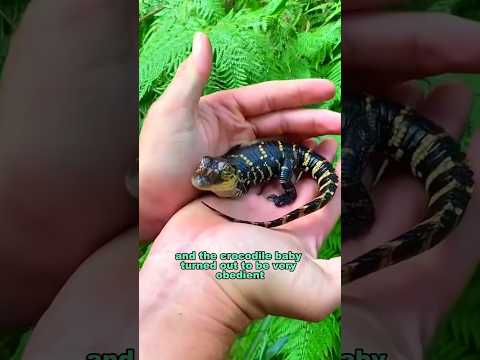 Lovely 🐊 #egg #cute #crocodile #animals #shorts #shortvideo