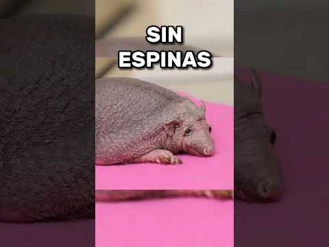así es como se ven los animales SIN PELO 😳 (parte 5) #shorts