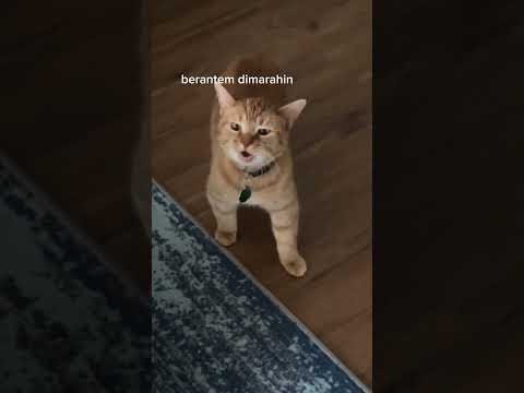 isi hati oyen (cr: cala_and_elizabeth) #kucing #cat #catmemes #memes