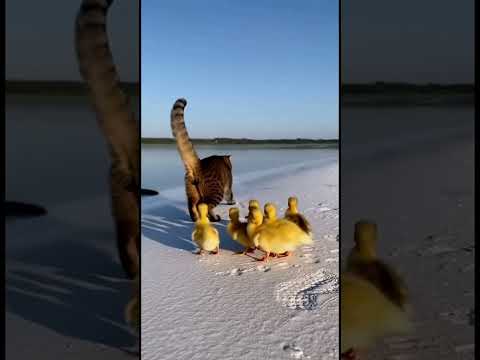 He Attacked in the Sunlight… Big Mistake ☀️😳太陽の下で襲いかかった…それが運命のミス #cutepets #goldenretreivers #cat