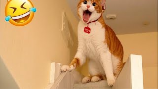 Pets Gone Wild! Hilarious Cats and Dogs Caught in Camera