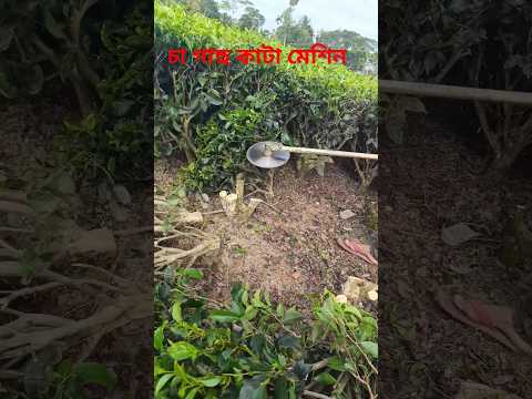 চা গাছ কাটা মেশিন #shortsvideo #tranding #youtube #youtuber #youtubeshorts #shortsfeed #reels