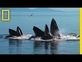 The Intricacies of Humpback Whales' Bubble-Net Feeding