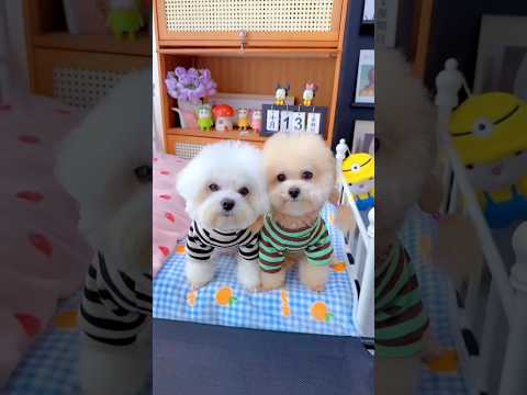 Cute dog. #shortsshorts #viralshort #viralvideo #funydog1010 #poodle #usadogs #cutepuppy #funny #dog