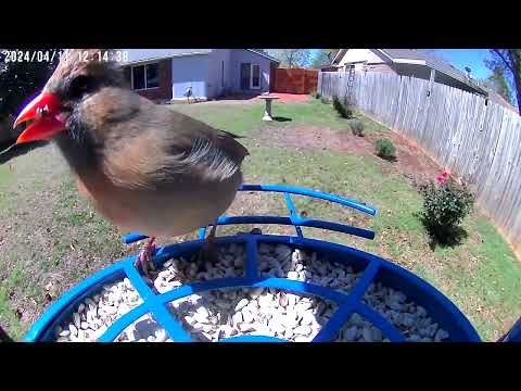 Bird Watching for beginners, enjoy nature from your back yard.  Link to bird camera in description