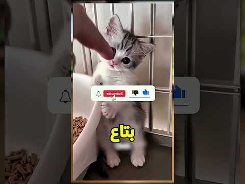 البنت كانت بتأكل الدولفين بس بتحصل كارثة😣🐬؟ #viral #اكسبلور