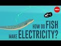 Electric Fish and Their Abilities