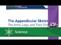 Human Skeletal System Knowledge