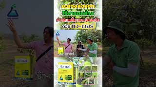 มะม่วงส่งออกไร้สารตกค้าง