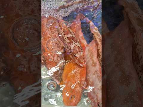 Leopard Coral Grouper/Benjie Gonzales tv