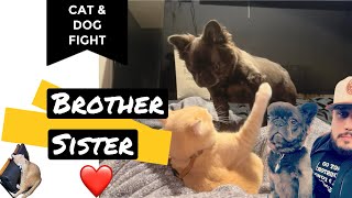Who would of ever thought a frenchie and cat were cool #frenchbulldog #frenchie #cat #kitten #puppy