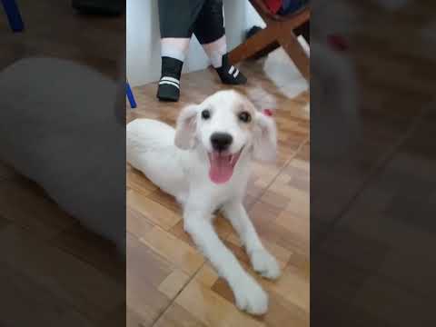 Eres tú? #shakira #youtubeshorts #fvp #humor #dog #shortvideo