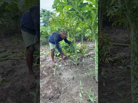 কিভাবে ওল কচু উঠানো হয় দেখুন #farmers #agriculture