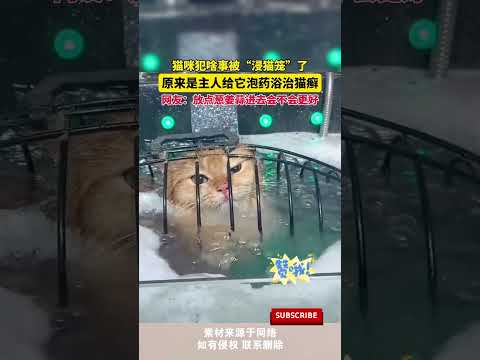 貓咪犯啥事被「浸貓籠」了，原來是主人給它泡藥浴治貓癬，網友：放點蔥姜蒜進去會不會更好 #cuteanimal #pets #萌寵