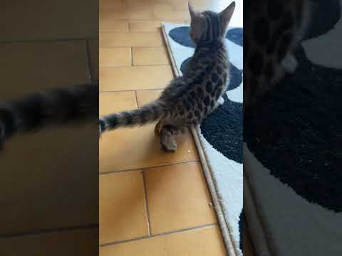 Premier caca des chatons !