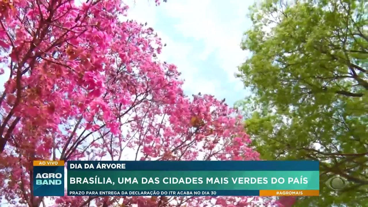 Dia da árvore: Brasília é uma das cidades mais verdes do país