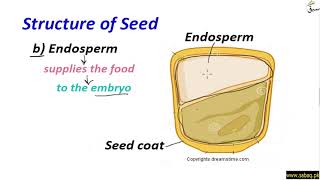 Structure of Seed