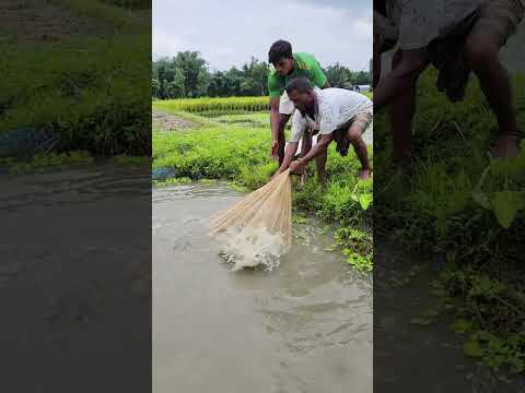 Throw a net into the pond water.