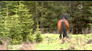 Divocí koně z kanadských skalistých hor