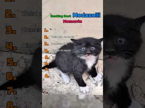 Funniest cat moments Wich one do you think is the funniest?😆 #cat #funny #memes #shorts