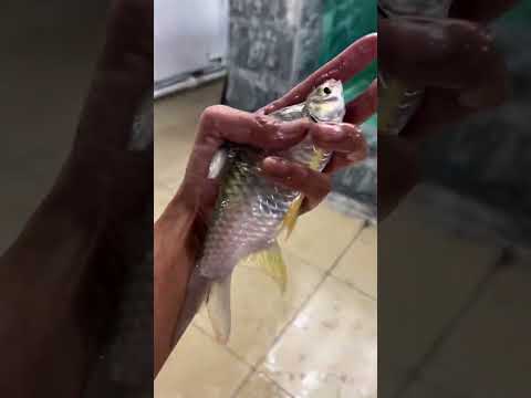 Jump at the drop of a hat #Giant Bone Tongue Fish #Fishkeeping Diary #Oppression #Megalophobia #Poké