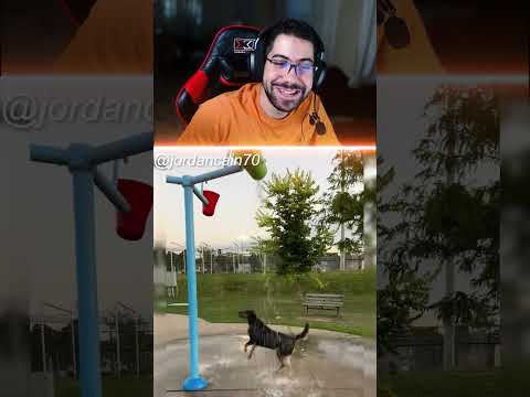 كلب بحب الحمام 😂