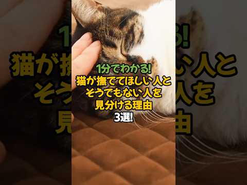 【衝撃】猫が撫でてほしい人とそうでもない人を見分ける理由3選!🐾1分で解説! #shorts #猫 #雑学