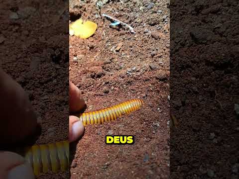 Ele cavou por curiosidade... e parou quando viu isso  #curiosidades #animals #fatoscuriosos