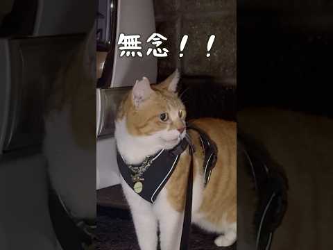 探せど探せど姿は見えぬ #元野良猫チャチャ #猫武将 #ネコ #ねこ #猫 #チャチャ #cat