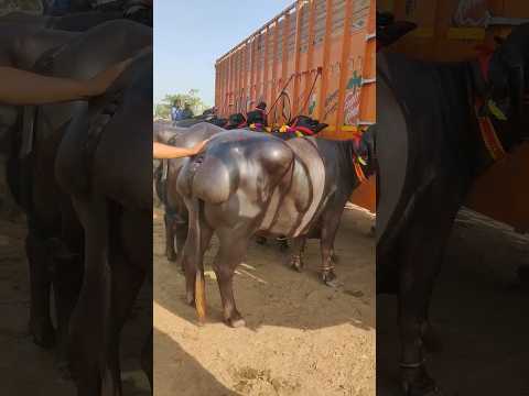 kurbani ke din viral bhains dumba#viral #trending #shorts