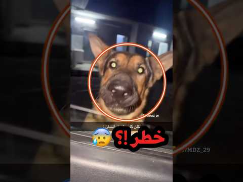 كلب يتحول لانسان انظر ماذا حدث 😨