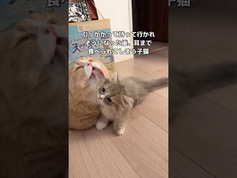 犬の動画サムネイル - 引っかかって連れていかれそうになる子猫www #子猫 #ミヌエット #マンチカン