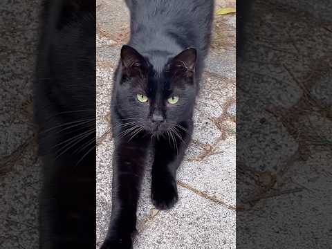 Annenin sözünü dinle evlat! #keşfet #cat #kedi #öğrenci #okul #cute #kedivideoları #funny