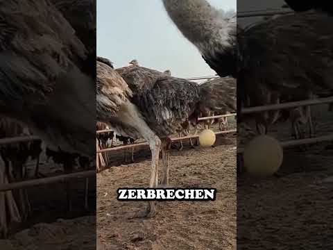 Why should you collect ostrich eggs?! 🥚🦤🤔