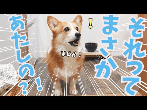 お出かけ先で豪華犬弁当を買ってもらった愛犬がこうなりました！