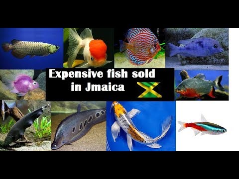 Expensive fish sold in Jamaica I would really want #jamaicanfishtrade  #jamaicanaquariumfish  #expensivejamaicanaquariumfish #fishkeepingjamaica

10 ex
