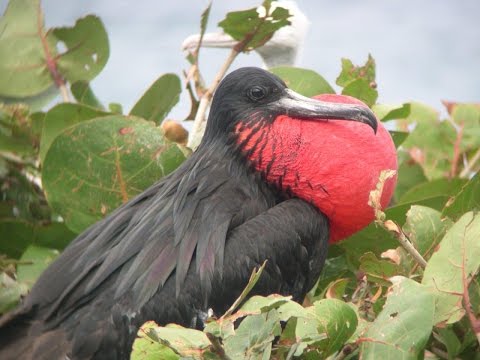 YouTube video thumbnail: British Virgin Islands – Wildlife and Heritage