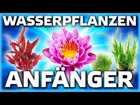 Einfache Aquarium-Pflanzen für Anfänger