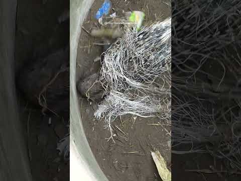 इस गांव में जंगली जानवर कुएं में गिरा हुआ था, कैसे बाहर निकाला!?Animal Rescue operation in the well