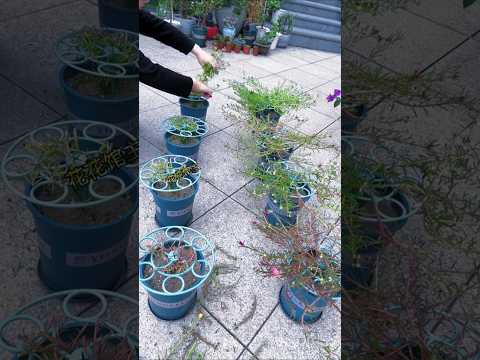 Mini plant garden portulaca flower and prune to grow up #shorts #viralvideo #plants